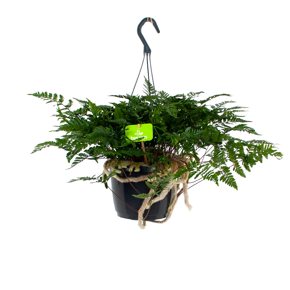 Davallia Teyermannii - in Hangpot - p17 h30 - Kamerplant Davallia Teyermannii - In Hangpot - P17 H30 - Kamerplant -Plantenverzorging Winkel davallia teyermannii in hangpot p17 h30 1