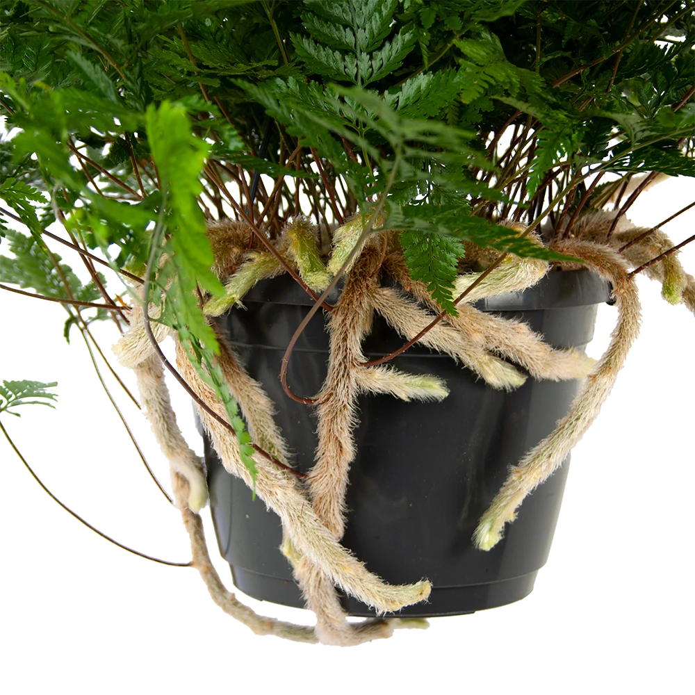 Davallia Teyermannii - in Hangpot - p17 h30 - Kamerplant Davallia Teyermannii - In Hangpot - P17 H30 - Kamerplant -Plantenverzorging Winkel davallia teyermannii in hangpot p17 h30 5