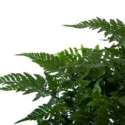 Davallia Teyermannii - In Hangpot - P17 H30 - Kamerplant 2 Davallia Teyermannii - In Hangpot - P17 H30 - Kamerplant -Plantenverzorging Winkel davallia teyermannii in hangpot p17 h30 6