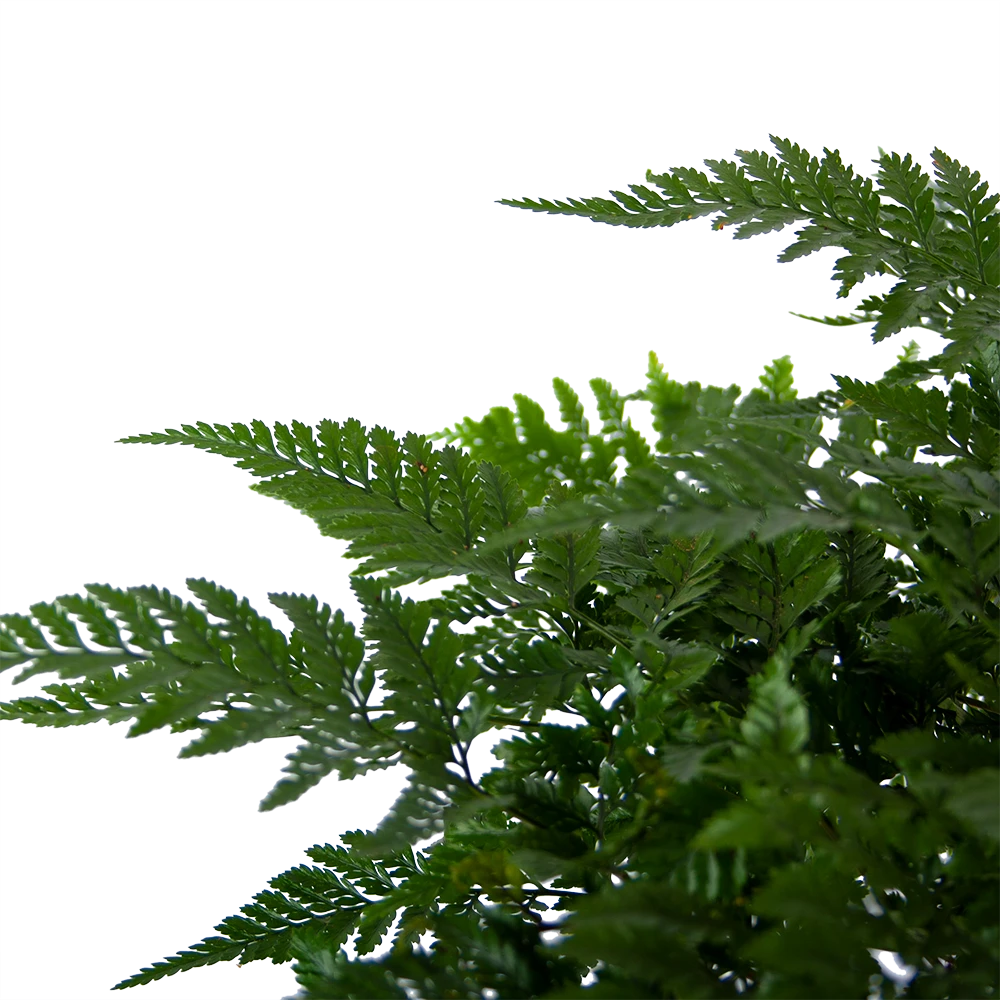 Davallia Teyermannii - in Hangpot - p17 h30 - Kamerplant Davallia Teyermannii - In Hangpot - P17 H30 - Kamerplant -Plantenverzorging Winkel davallia teyermannii in hangpot p17 h30 6