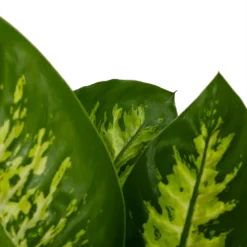Dieffenbachia Seguine 'Reeva' - P19 H60 - Kamerplant -Plantenverzorging Winkel dieffenbachia seguine reeva p19 h60 6