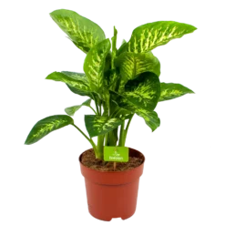 Dieffenbachia Seguine 'Reeva' - P24 H90 - Kamerplant