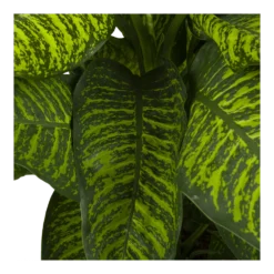 Dieffenbachia Seguine Tropic Jewel - P35 H130 - Kamerplant -Plantenverzorging Winkel dieffenbachia seguine tropic jewel p35 h130 4