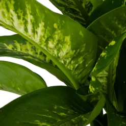 Dieffenbachia Seguine Tropic Snow - P24 H90 - Kamerplant -Plantenverzorging Winkel dieffenbachia seguine tropic snow p24 h90 2 4