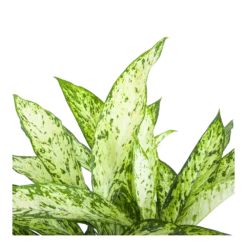 Dieffenbachia Vesuvius - P27 H70 - Kamerplant -Plantenverzorging Winkel dieffenbachia vesuvius p27 h70 6