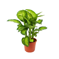Dieffenbacia Seguine Lemon Tropic - P35 H120 - Kamerplant