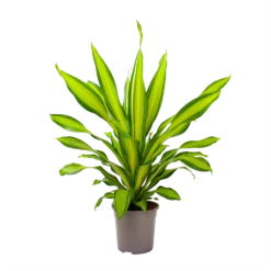 Dracaena Charley - Drakenbloedboom - P24 H95 - Kamerplant -Plantenverzorging Winkel dracaena charley drakenbloedboom p24 h95 3