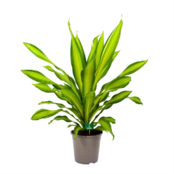 Dracaena Charley - Drakenbloedboom - P24 H95 - Kamerplant -Plantenverzorging Winkel dracaena charley drakenbloedboom p24 h95 4