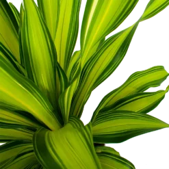 Dracaena Charley - Drakenbloedboom - P24 H95 - Kamerplant -Plantenverzorging Winkel dracaena charley drakenbloedboom p24 h95 5