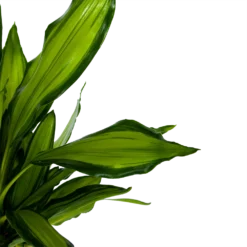 Dracaena Cintho - Op Stam - Drakenbloedboom - P24 H150 - Kamerplant -Plantenverzorging Winkel dracaena cintho op stam drakenbloedboom p24 h150 6 1