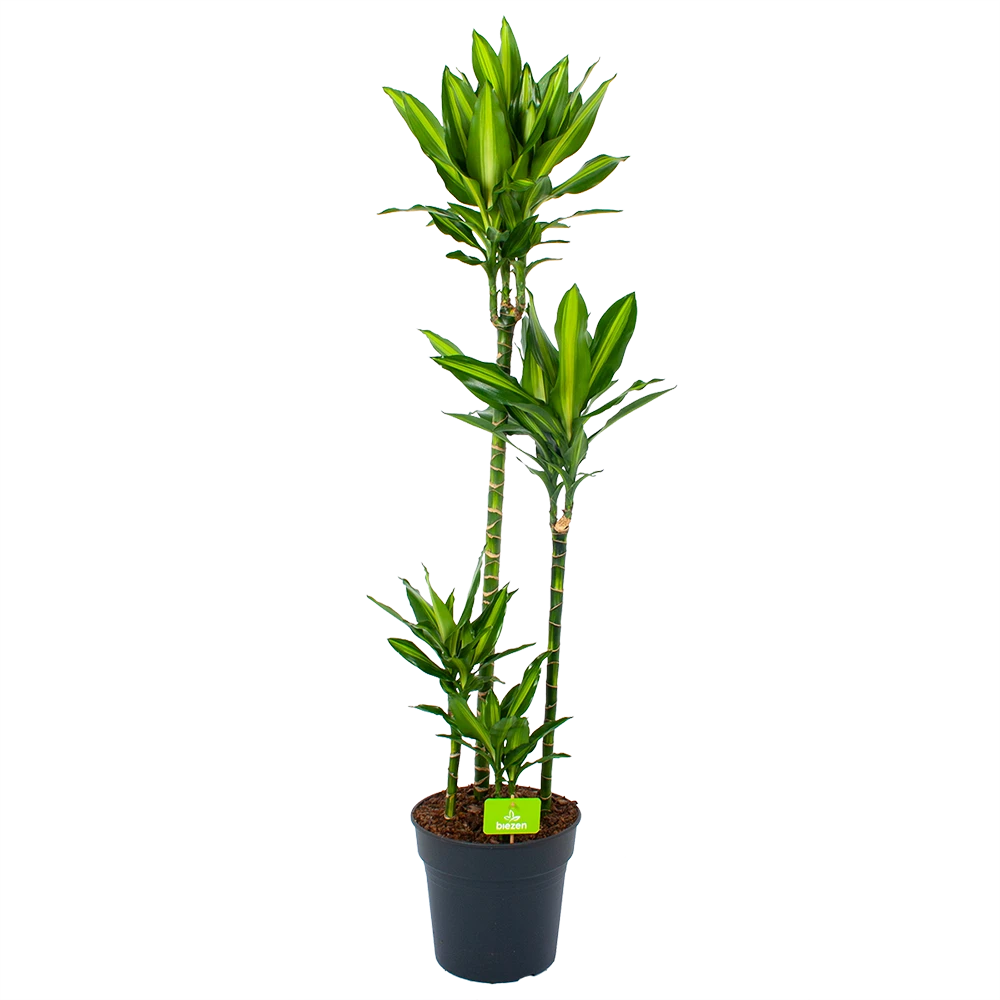 Dracaena Cintho - Op stam - Drakenbloedboom - p27 h150 - Kamerplant Dracaena Cintho - Op Stam - Drakenbloedboom - P27 H150 - Kamerplant -Plantenverzorging Winkel dracaena cintho op stam drakenbloedboom p27 h150 1 1