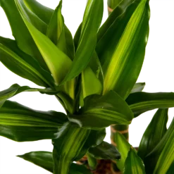 Dracaena Cintho - Op Stam - Drakenbloedboom - P27 H150 - Kamerplant 2 Dracaena Cintho - Op Stam - Drakenbloedboom - P27 H150 - Kamerplant -Plantenverzorging Winkel dracaena cintho op stam drakenbloedboom p27 h150 6 1