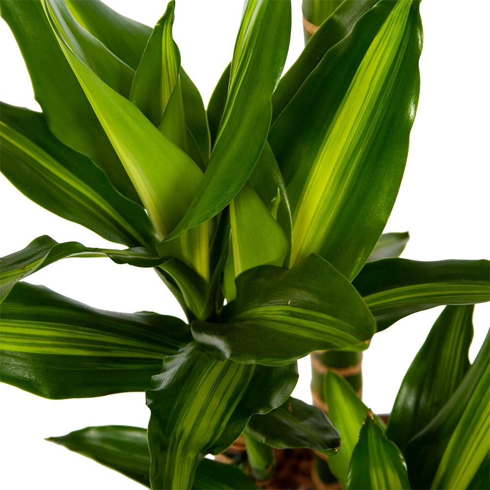 Dracaena Cintho - Op stam - Drakenbloedboom - p27 h150 - Kamerplant Dracaena Cintho - Op Stam - Drakenbloedboom - P27 H150 - Kamerplant -Plantenverzorging Winkel dracaena cintho op stam drakenbloedboom p27 h150 6 1