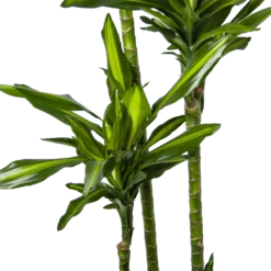 Dracaena Cintho - Op Stam - Drakenbloedboom - P27 H190 - Kamerplant -Plantenverzorging Winkel dracaena cintho op stam drakenbloedboom p27 h190 6