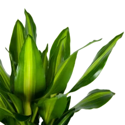Dracaena Cintho - Op Stam - Drakenbloedboom - P31 H150 - Kamerplant -Plantenverzorging Winkel dracaena cintho op stam drakenbloedboom p31 h150 6 1