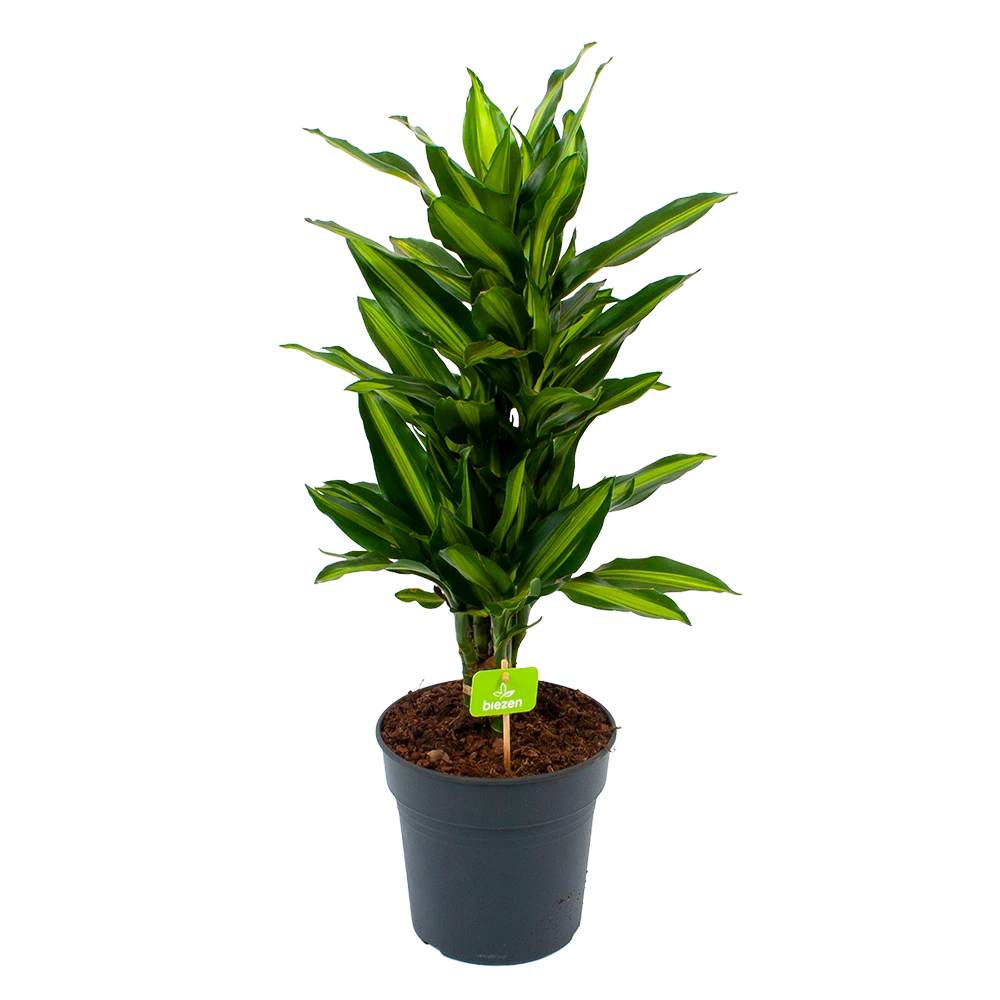 Dracaena Cintho - Vertakt - Drakenbloedboom - p21 h70 - Kamerplant Dracaena Cintho - Vertakt - Drakenbloedboom - P21 H70 - Kamerplant -Plantenverzorging Winkel dracaena cintho vertakt drakenbloedboom p21 h70 1 1