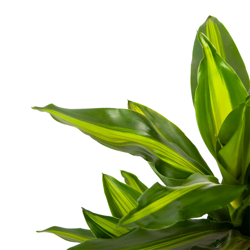 Dracaena Cintho - Vertakt - Drakenbloedboom - p21 h70 - Kamerplant Dracaena Cintho - Vertakt - Drakenbloedboom - P21 H70 - Kamerplant -Plantenverzorging Winkel dracaena cintho vertakt drakenbloedboom p21 h70 5 1