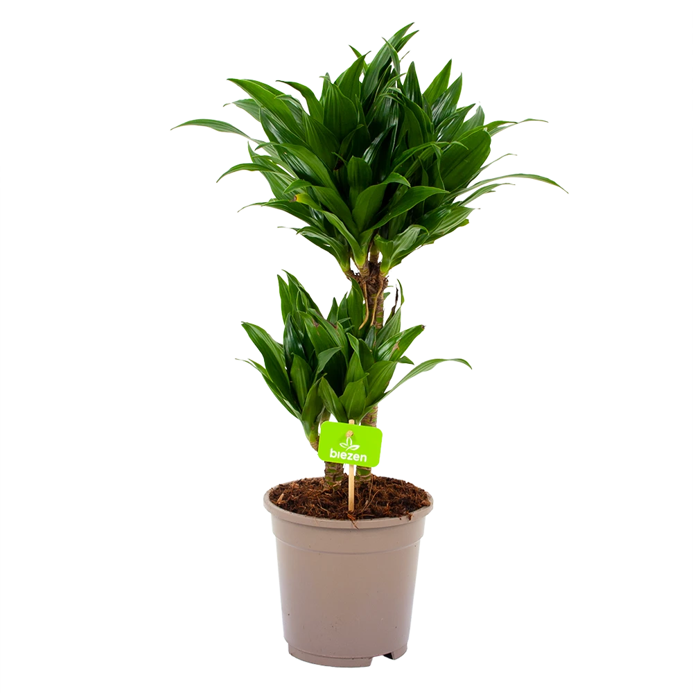 Dracaena Compacta - Op stam - Drakenbloedboom - p17 h55 - Kamerplant Dracaena Compacta - Op Stam - Drakenbloedboom - P17 H55 - Kamerplant -Plantenverzorging Winkel dracaena compacta drakenbloedboom p17 h55 4