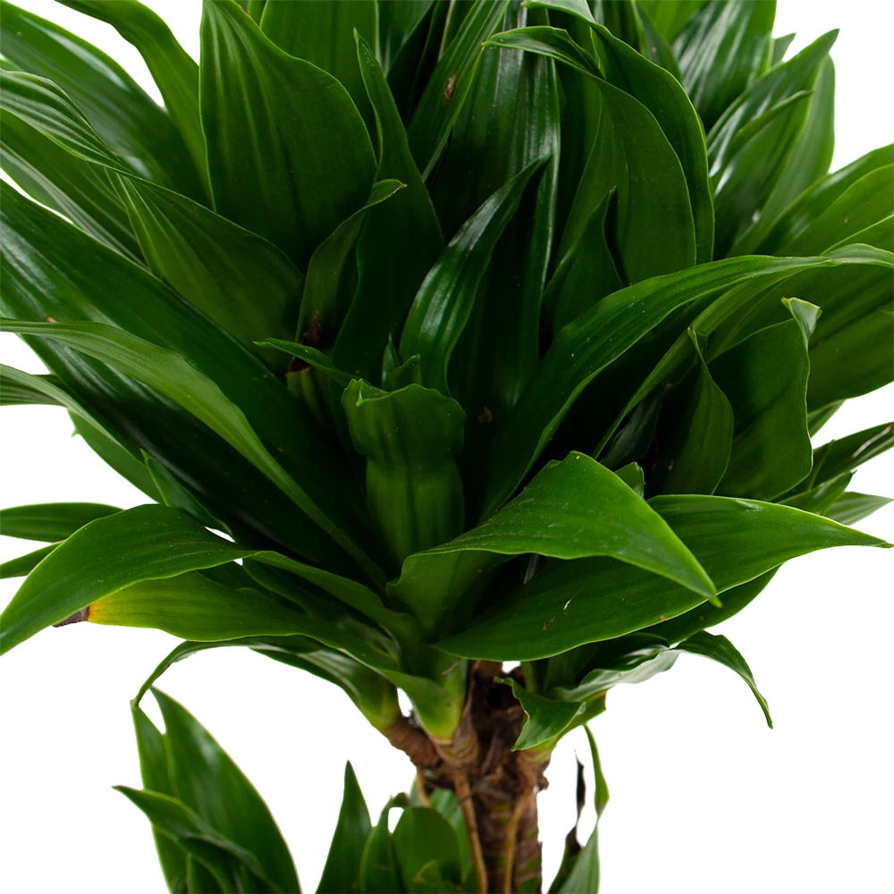 Dracaena Compacta - Op stam - Drakenbloedboom - p17 h55 - Kamerplant Dracaena Compacta - Op Stam - Drakenbloedboom - P17 H55 - Kamerplant -Plantenverzorging Winkel dracaena compacta drakenbloedboom p17 h55 5