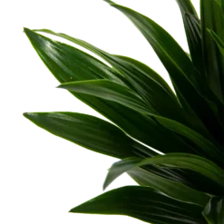 Dracaena Compacta - Op Stam - Drakenbloedboom - P21 H100 - Kamerplant -Plantenverzorging Winkel dracaena compacta op stam drakenbloedboom p21 h100 6