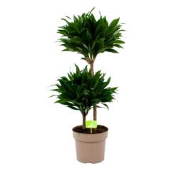 Dracaena Compacta - Op Stam - Drakenbloedboom - P21 H80 - Kamerplant