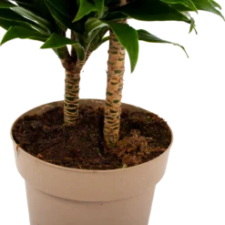 Dracaena Compacta - Op Stam - Drakenbloedboom - P21 H80 - Kamerplant -Plantenverzorging Winkel dracaena compacta op stam drakenbloedboom p21 h80 6 2