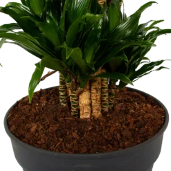 Dracaena Compacta - Vertakt - Drakenbloedboom - P34 H170 - Kamerplant -Plantenverzorging Winkel dracaena compacta vertakt drakenbloedboom p34 h170 6 1