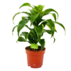 Dracaena Dorado - Drakenbloedboom - P17 H55 - Kamerplant