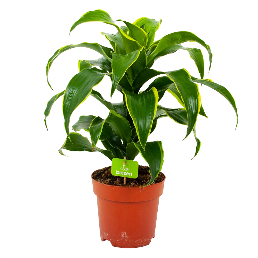 Dracaena Dorado - Drakenbloedboom - p17 h55 - Kamerplant Dracaena Dorado - Drakenbloedboom - P17 H55 - Kamerplant -Plantenverzorging Winkel dracaena dorado drakenbloedboom p17 h55 4