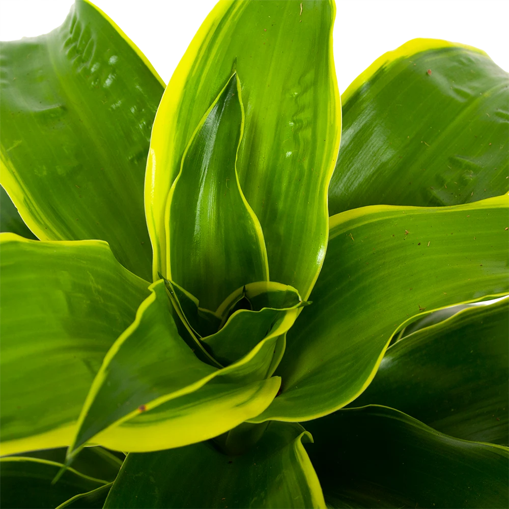 Dracaena Dorado - Drakenbloedboom - p17 h55 - Kamerplant Dracaena Dorado - Drakenbloedboom - P17 H55 - Kamerplant -Plantenverzorging Winkel dracaena dorado drakenbloedboom p17 h55 5