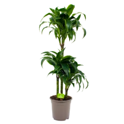 Dracaena Dorado - Op Stam - Drakenbloedboom - P21 H100 - Kamerplant