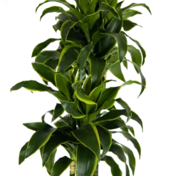 Dracaena Dorado - Op Stam - Drakenbloedboom - P27 H180 - Kamerplant -Plantenverzorging Winkel dracaena dorado op stam drakenbloedboom p27 h180 kamerplant 3