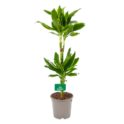 Dracaena Golden Coast - Op Stam - Drakenbloedboom - P19 H90 - Kamerplant