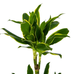 Dracaena Golden Coast - Op Stam - Drakenbloedboom - P19 H90 - Kamerplant -Plantenverzorging Winkel dracaena golden coast op stam drakenbloedboom p19 h90 kamerplant 4