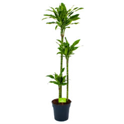 Dracaena Golden Coast - Op Stam - Drakenbloedboom - P24 H150 - Kamerplant