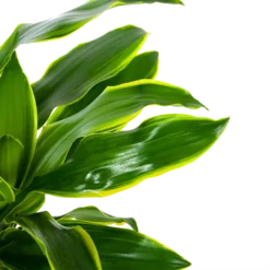 Dracaena Golden Coast - Op Stam - Drakenbloedboom - P27 H150 - Kamerplant -Plantenverzorging Winkel dracaena golden coast op stam drakenbloedboom p27 h150 6
