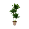 Dracaena Green Jewel - Op Stam - Drakenbloedboom - P28 H140 - Kamerplant