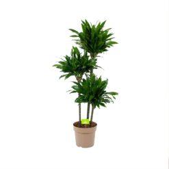 Dracaena Green Jewel - Op Stam - Drakenbloedboom - P28 H140 - Kamerplant