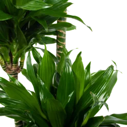 Dracaena Green Jewel - Op Stam - Drakenbloedboom - P28 H140 - Kamerplant -Plantenverzorging Winkel dracaena green jewel op stam drakenbloedboom p28 h140 6