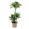 Dracaena Jade Jewel - Op Stam - Drakenbloedboom - P24 H100 - Kamerplant