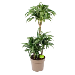 Dracaena Jade Jewel - Op Stam - Drakenbloedboom - P24 H100 - Kamerplant