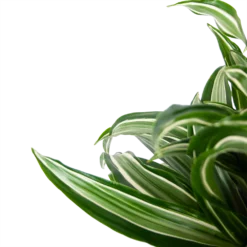 Dracaena Jade Jewel - Op Stam - Drakenbloedboom - P24 H100 - Kamerplant -Plantenverzorging Winkel dracaena jade jewel op stam drakenbloedboom p24 h100 5