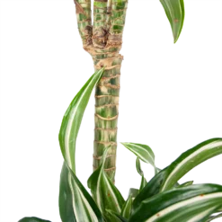 Dracaena Jade Jewel - Op Stam - Drakenbloedboom - P24 H100 - Kamerplant -Plantenverzorging Winkel dracaena jade jewel op stam drakenbloedboom p24 h100 6