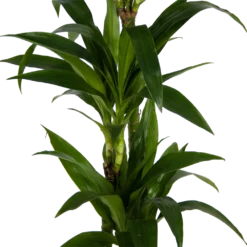 Dracaena Janet Craig - Op Stam - Drakenbloedboom - P24 H140 - Kamerplant -Plantenverzorging Winkel dracaena janet craig op stam drakenbloedboom p24 h140 kamerplant 3