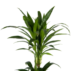 Dracaena Janet Craig - Op Stam - Drakenbloedboom - P24 H140 - Kamerplant -Plantenverzorging Winkel dracaena janet craig op stam drakenbloedboom p24 h140 kamerplant 4