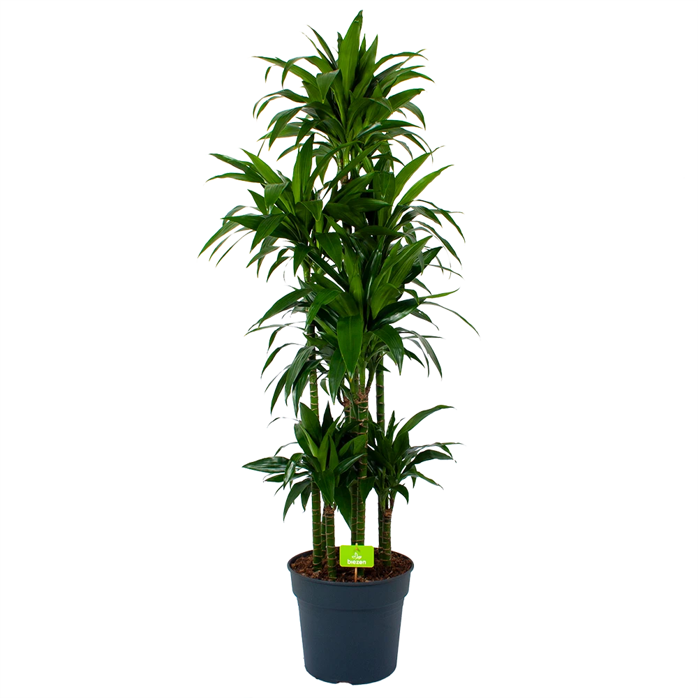 Dracaena Janet craig - Op stam - Drakenbloedboom - p34 h170 - Kamerplant Dracaena Janet Craig - Op Stam - Drakenbloedboom - P34 H170 - Kamerplant -Plantenverzorging Winkel dracaena janet craig op stam drakenbloedboom p34 h170 1 1