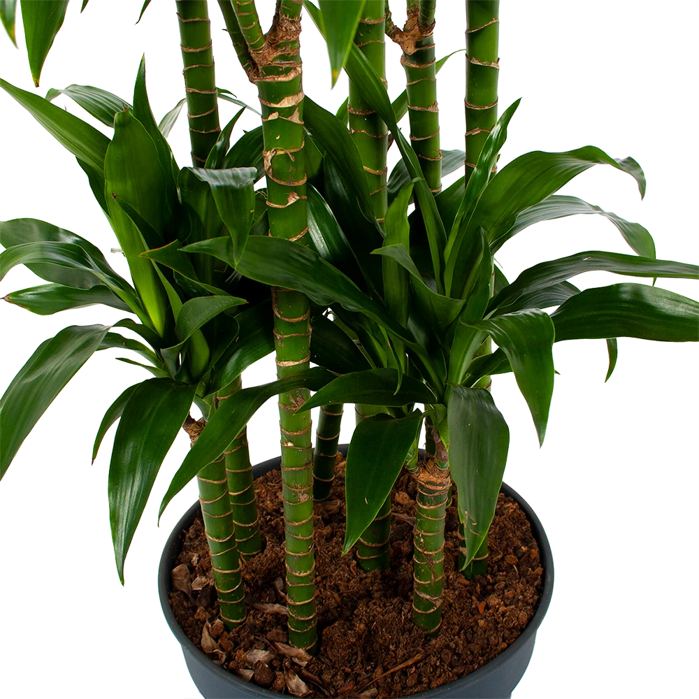 Dracaena Janet craig - Op stam - Drakenbloedboom - p34 h170 - Kamerplant Dracaena Janet Craig - Op Stam - Drakenbloedboom - P34 H170 - Kamerplant -Plantenverzorging Winkel dracaena janet craig op stam drakenbloedboom p34 h170 5 1