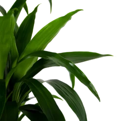 Dracaena Janet Craig - Op Stam - Drakenbloedboom - P34 H170 - Kamerplant 2 Dracaena Janet Craig - Op Stam - Drakenbloedboom - P34 H170 - Kamerplant -Plantenverzorging Winkel dracaena janet craig op stam drakenbloedboom p34 h170 6 1