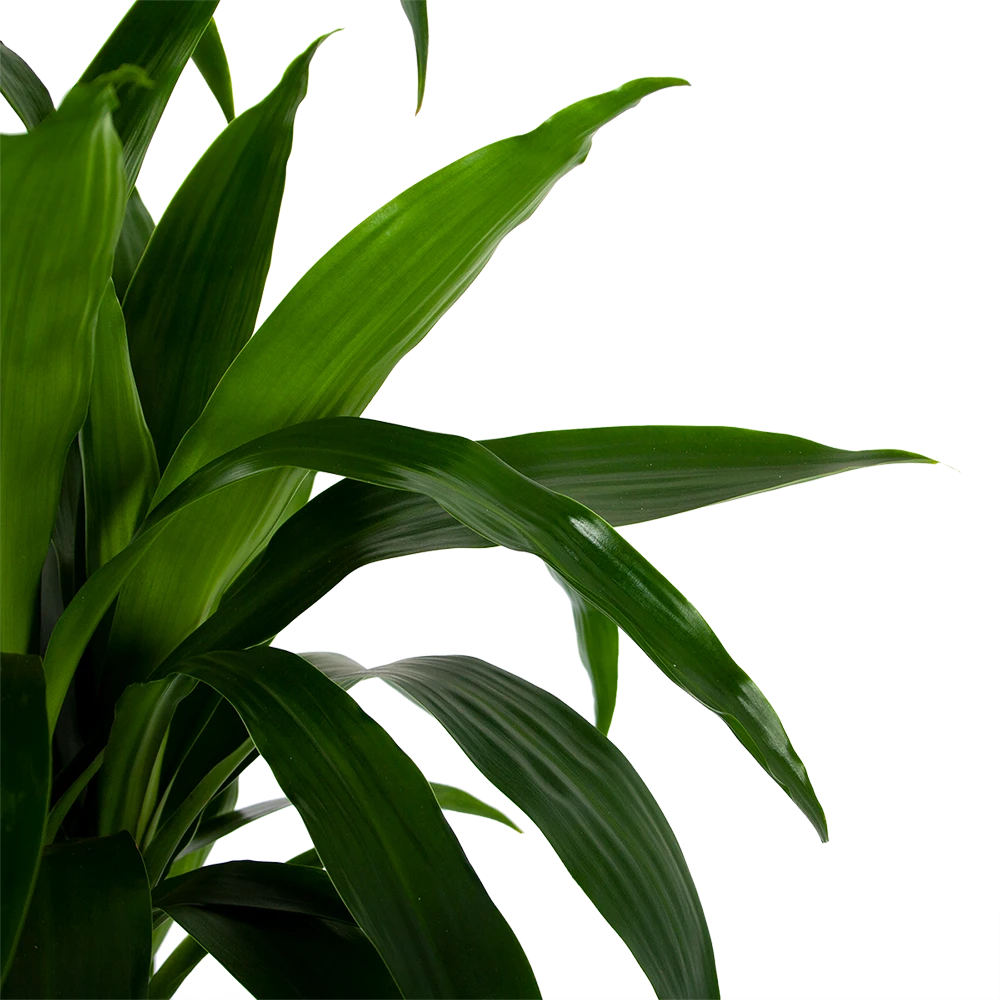 Dracaena Janet craig - Op stam - Drakenbloedboom - p34 h170 - Kamerplant Dracaena Janet Craig - Op Stam - Drakenbloedboom - P34 H170 - Kamerplant -Plantenverzorging Winkel dracaena janet craig op stam drakenbloedboom p34 h170 6 1