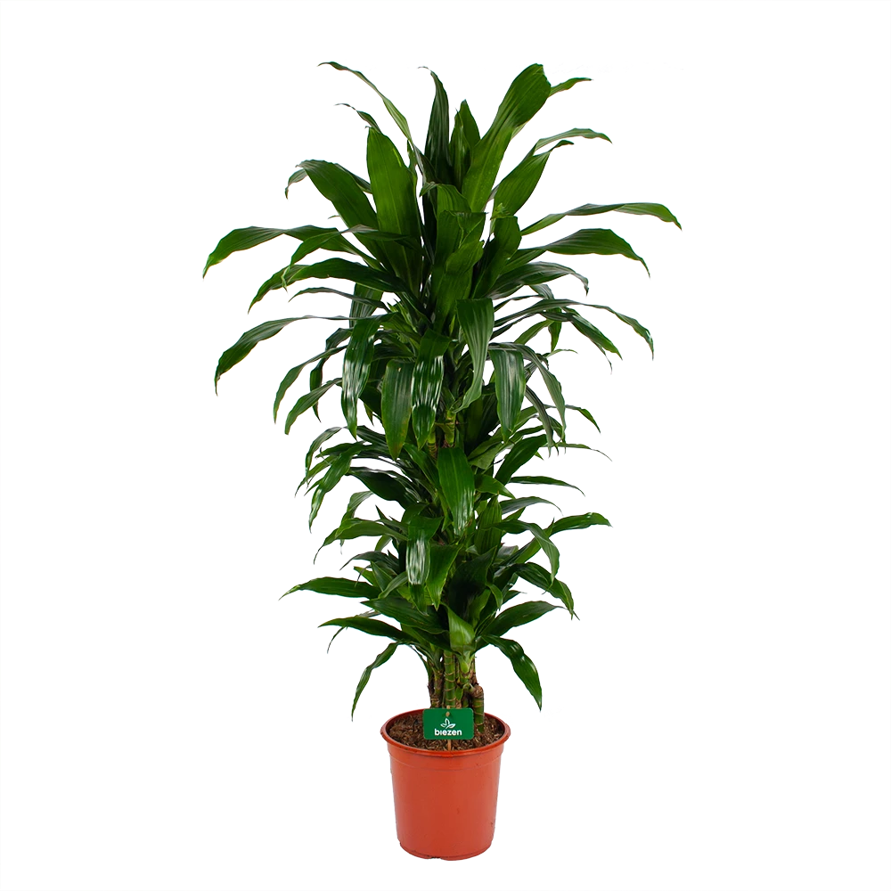 Dracaena Janet Craig - Vertrakt - Drakenbloedboom - p24 h110 - Kamerplant Dracaena Janet Craig - Vertrakt - Drakenbloedboom - P24 H110 - Kamerplant -Plantenverzorging Winkel dracaena janet craig vertrakt drakenbloedboom p24 h110 kamerplant 1